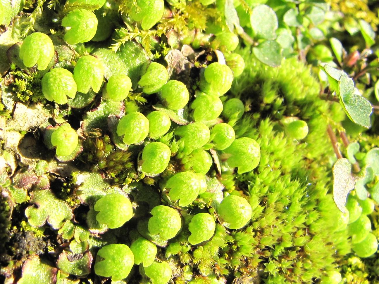 Lunularia? no, cfr. Reboulia hemisphaerica